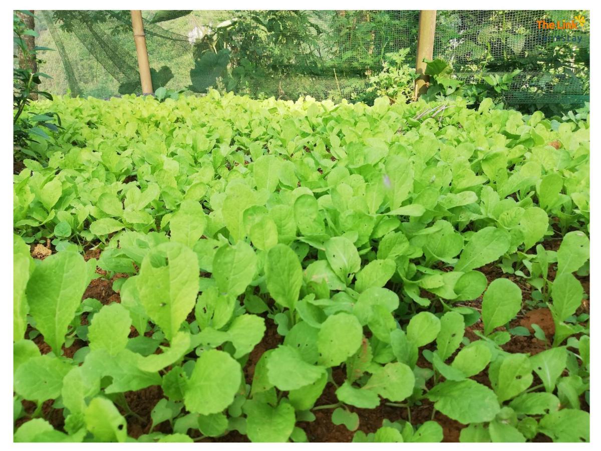 The Link Farmstay 사파 외부 사진